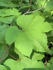 Phyllocnistis vitegenella