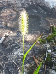 Setaria viridis