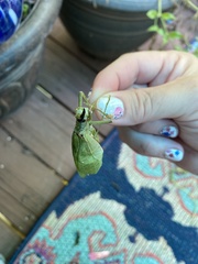 Pterophylla camellifolia