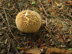 Lycoperdon marginatum