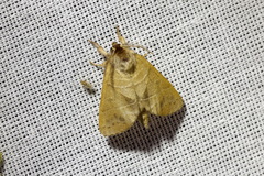 Clostera anastomosis