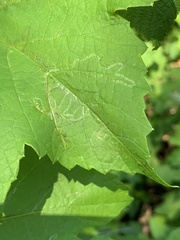 Phyllocnistis vitegenella