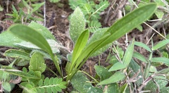 Coreopsis lanceolata