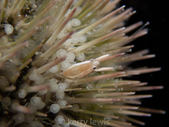 Gnathophylloides mineri