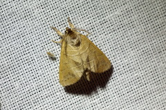 Clostera anastomosis