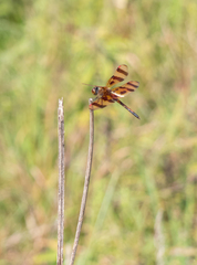 Celithemis eponina