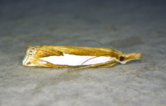 Crambus watsonellus