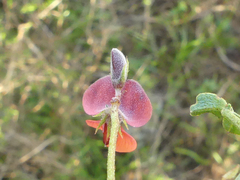 Indigofera heterophylla