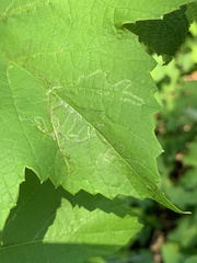 Phyllocnistis vitegenella