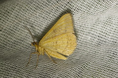 Isturgia arenacearia