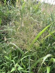 Panicum capillare