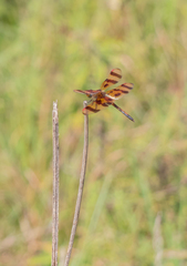 Celithemis eponina
