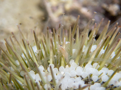 Gnathophylloides mineri