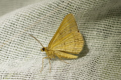 Isturgia arenacearia