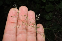 Poa