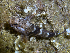 Gobius paganellus