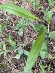Coreopsis lanceolata