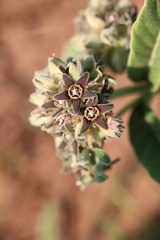 Raphionacme galpinii