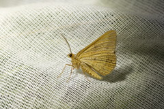 Isturgia arenacearia