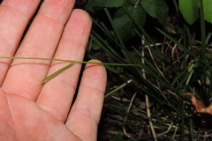 Poa