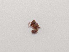 Cyphomyrmex