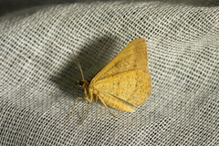 Isturgia arenacearia