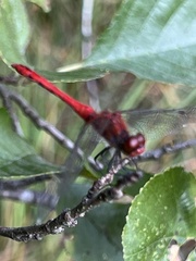 Sympetrum sanguineum