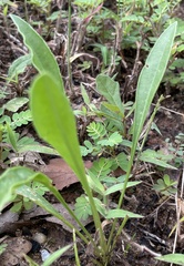 Coreopsis lanceolata