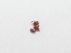 Cyphomyrmex