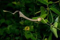 Aristolochia ehrenbergiana