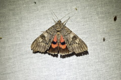 Catocala nupta