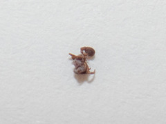 Cyphomyrmex