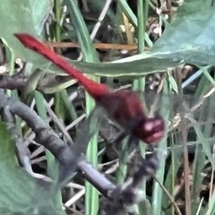 Sympetrum sanguineum