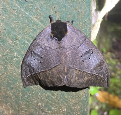 Automeris liberia