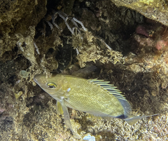 Diplodus annularis