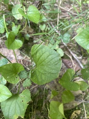 Viola sororia