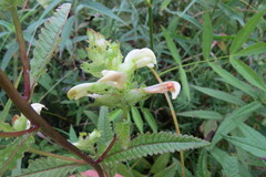 Pedicularis lanceolata