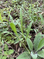 Coreopsis lanceolata