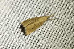 Chilo phragmitella