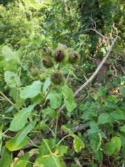 Arctium lappa
