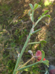 Indigofera heterophylla