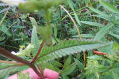 Pedicularis lanceolata