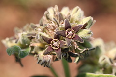 Raphionacme galpinii