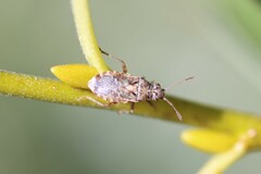 Arhyssus