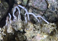 Eunicella singularis