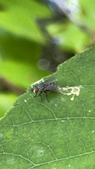 Cyclorrhapha
