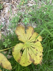 Podophyllum peltatum
