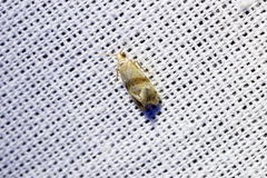 Phalonidia contractana