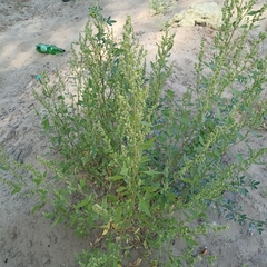 Chenopodium