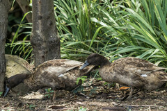 Anas platyrhynchos × wyvilliana